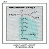    Arginine, Arg