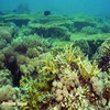 شُعَب جزيرة فراسان المرجانية