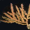        Pterogorgia citrina    